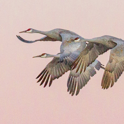 Cranes Flying with Orange Sunset