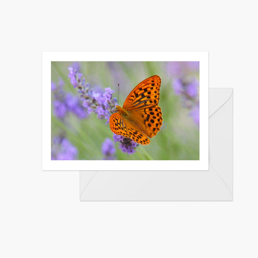 Orange Butterfly on Lavender
