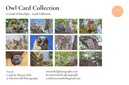Owl Card Collection