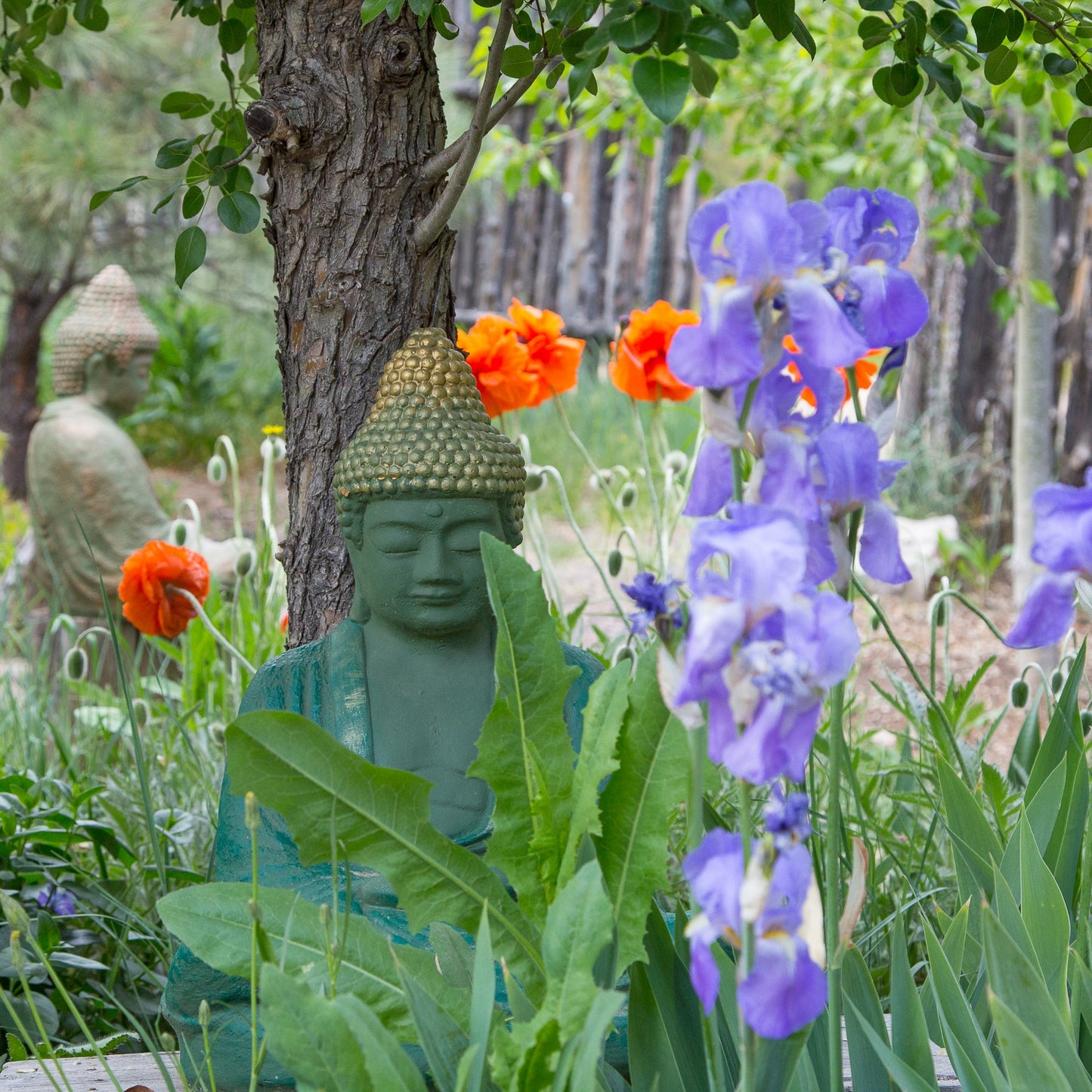 Buddha Garden with Iris and Poppys