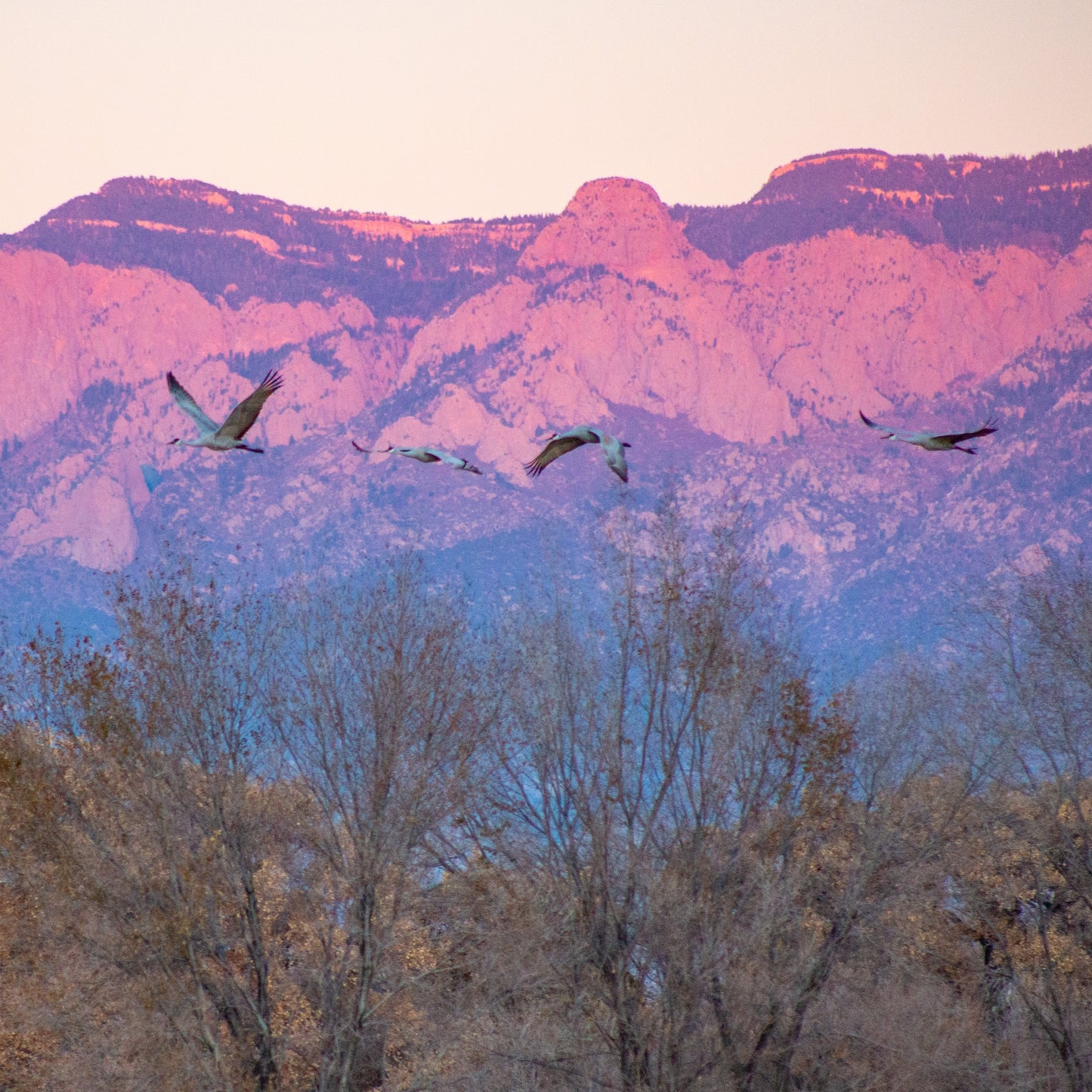 Pink Winged Sunset