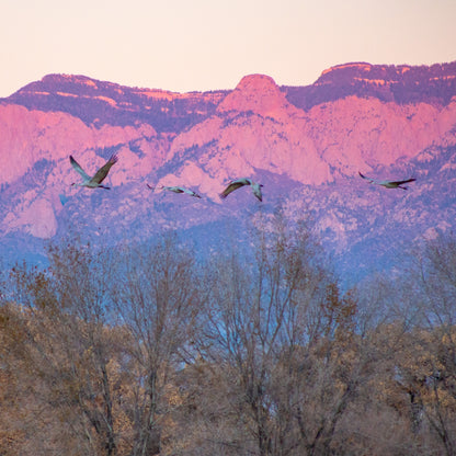 Pink Winged Sunset