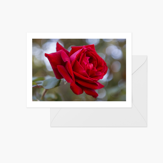Red Rose