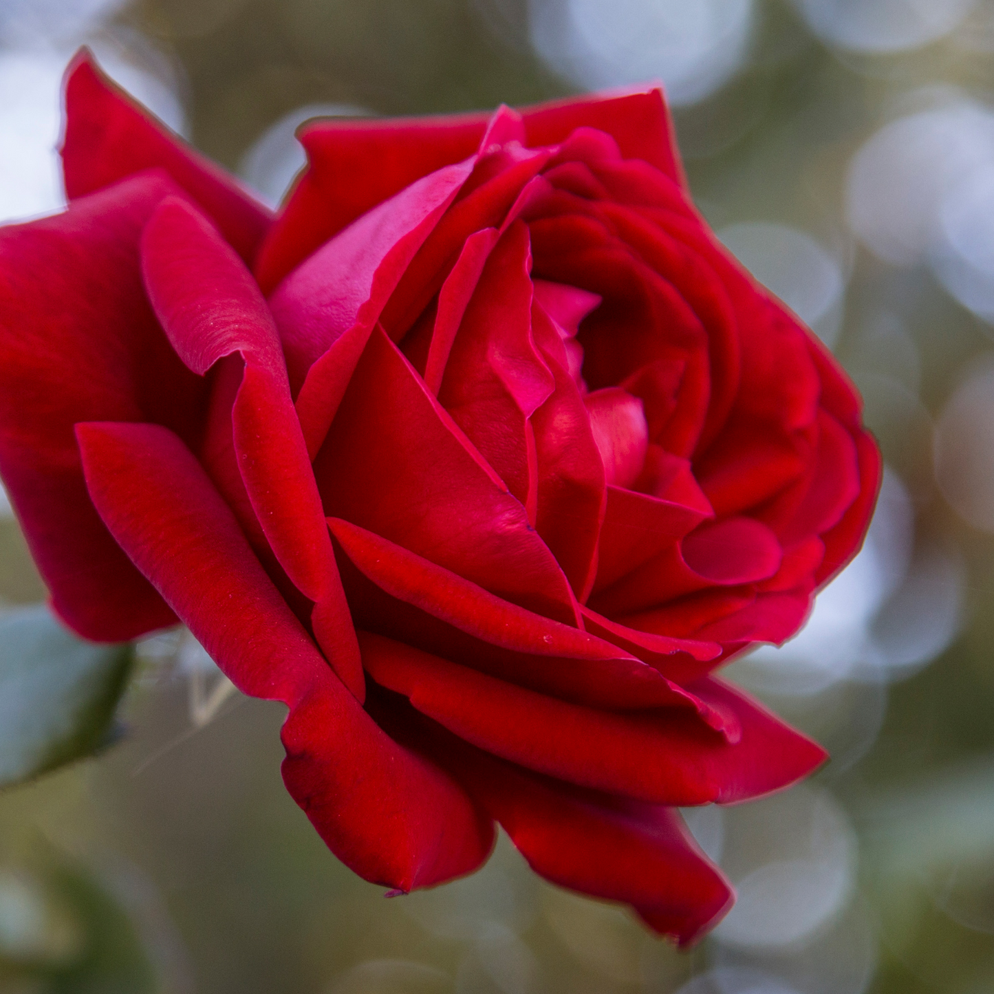 Red Rose