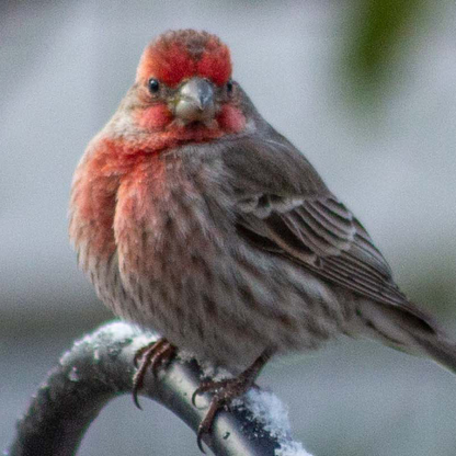 Red Sparrow