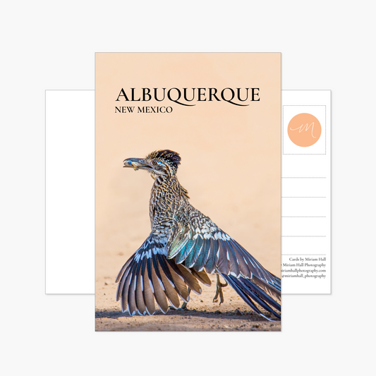 Albuquerque, New Mexico Roadrunner Postcard Collection