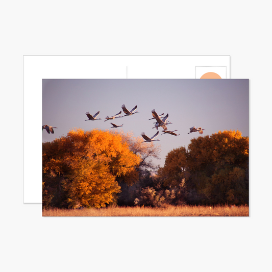 Sandhill Cranes Flying Over Bosque at Sunset Postcard
