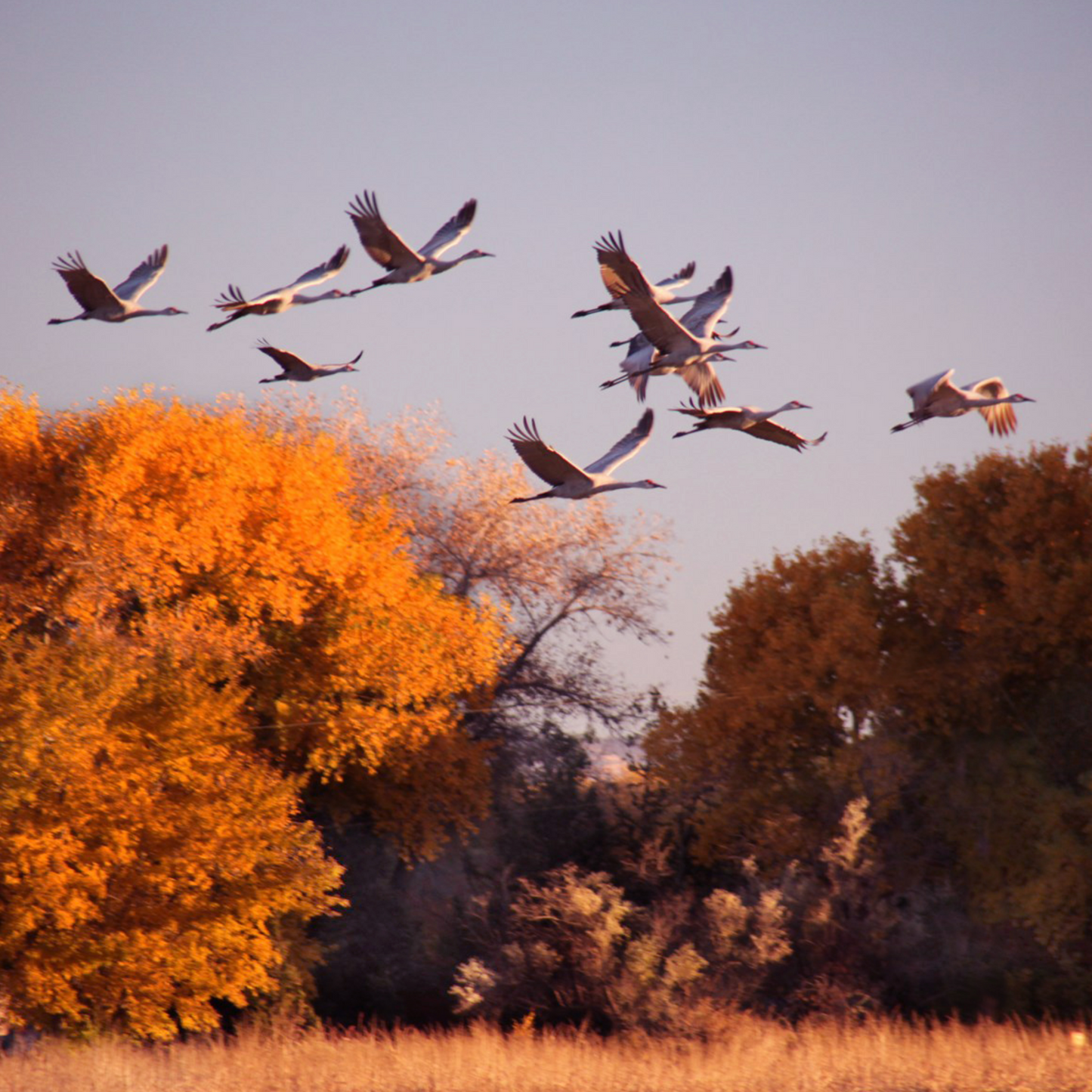 Sandhill Cranes Flying Over Bosque at Sunset Postcard