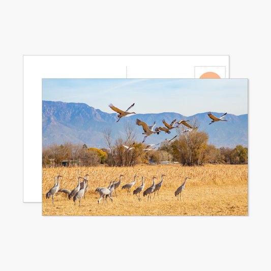 Sandhill Cranes Taking Off Postcard