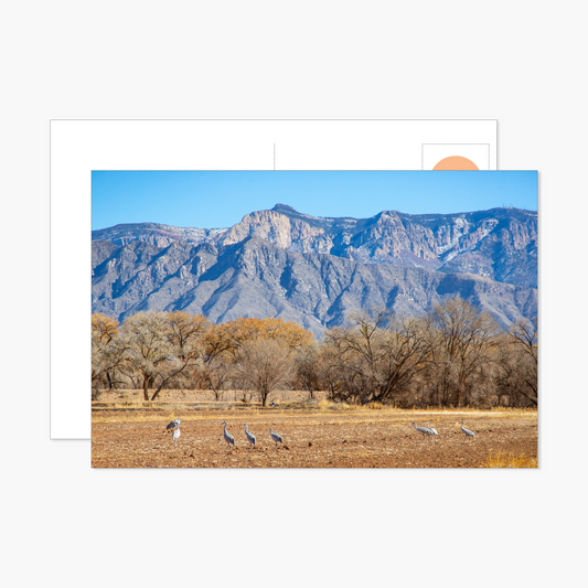 Sandhill Cranes and Winter Light Postcard