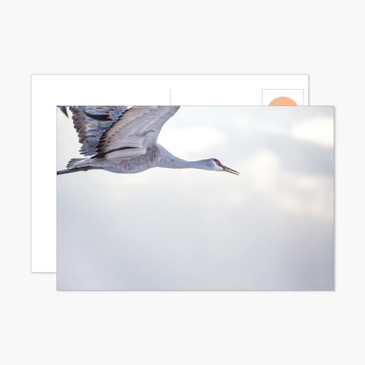 Single Crane Flying Postcard