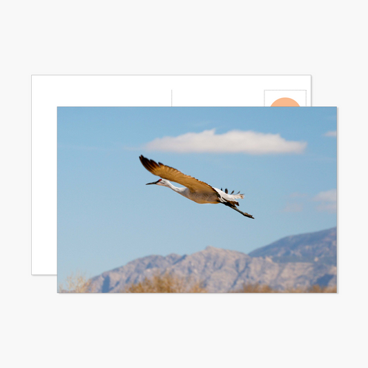 Single Crane Flying over Sandia Mountain's Potstcard