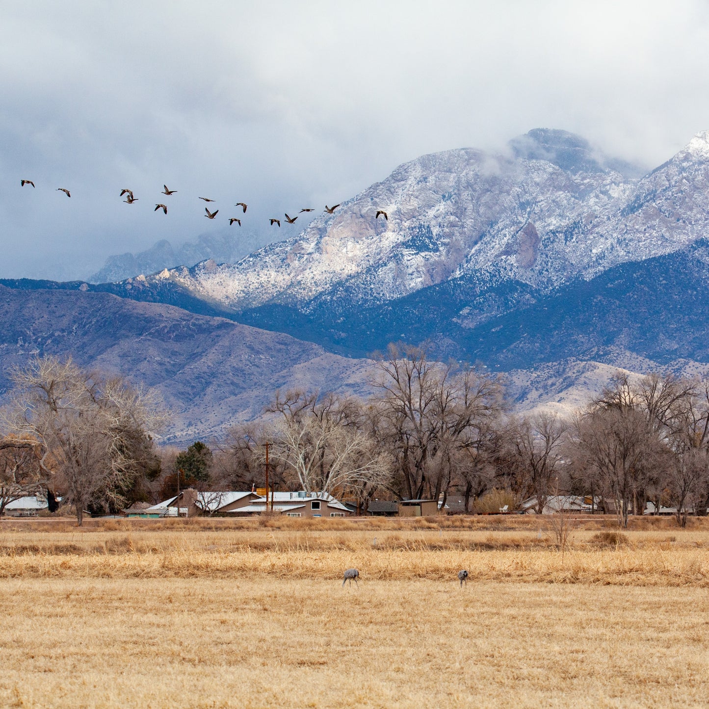 Snowy Sandia with Sandhill Geese