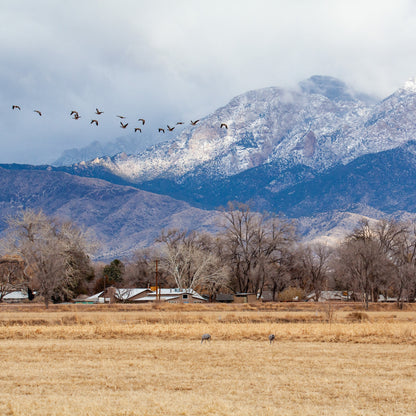Snowy Sandia with Sandhill Geese