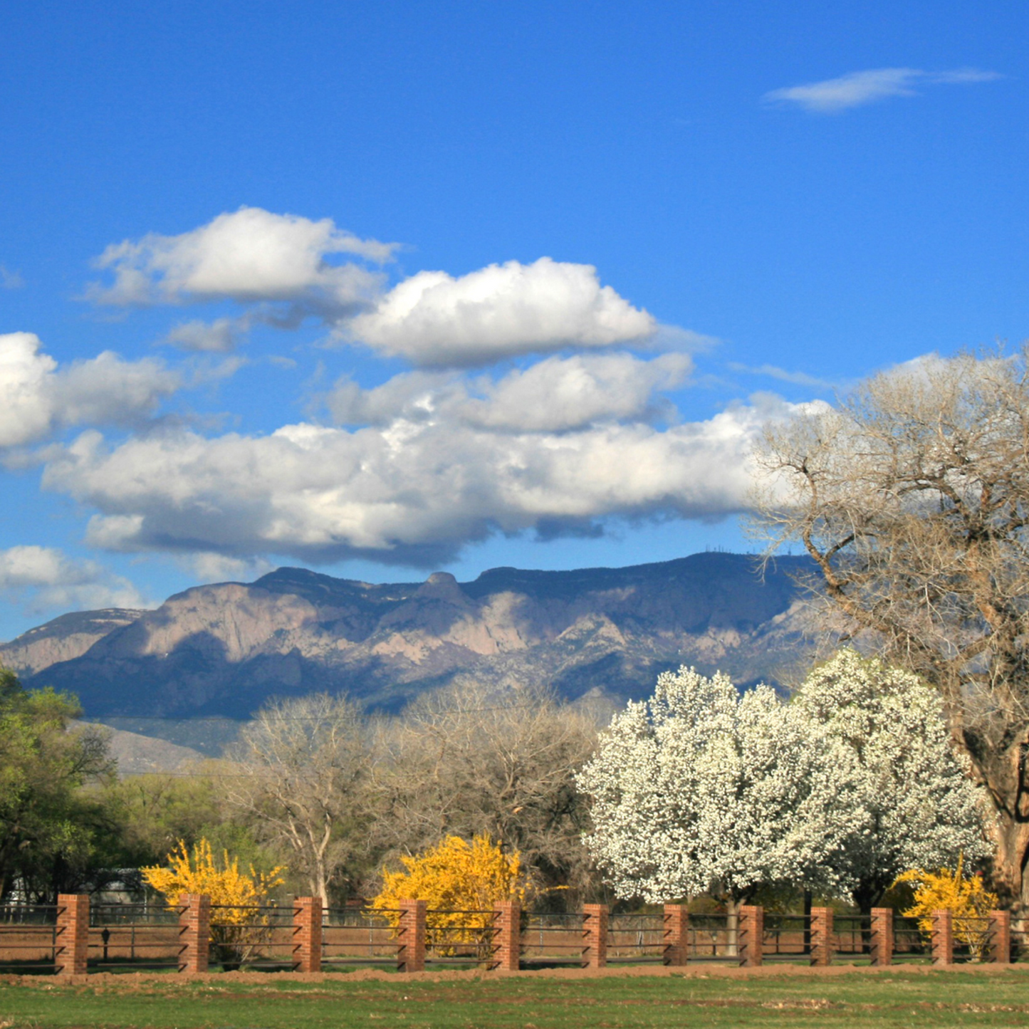 Spring Flowering Trees with Sandia Mountain's Postcard