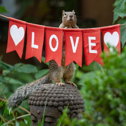 Love and a Squirrel