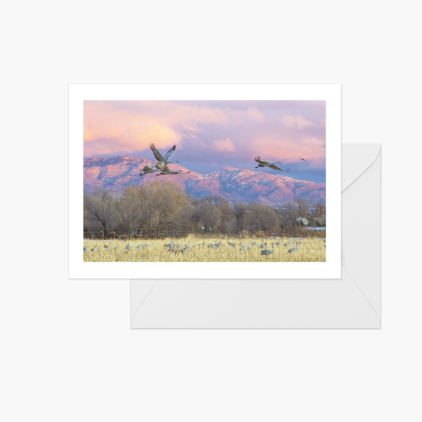 Sunset Cranes on Yellow Field