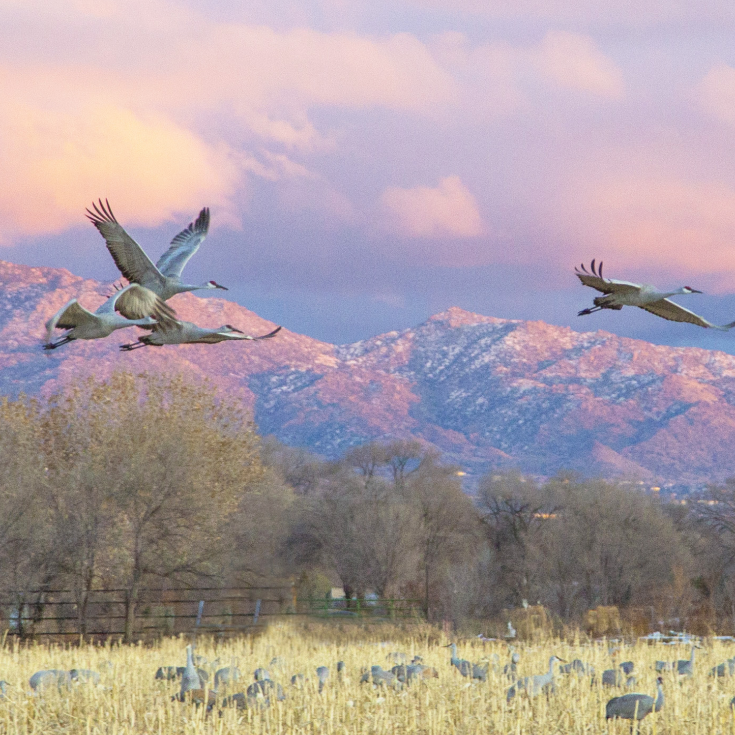 Sunset Cranes on Yellow Field