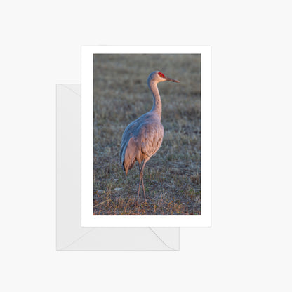 Sunset Sandhill Crane Visions