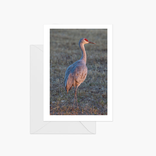 Sunset Sandhill Crane Visions