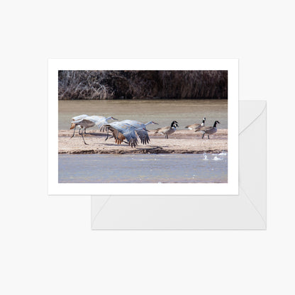 Taking Off Sandhill Cranes and Canada Geese