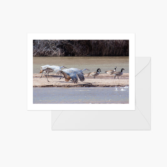 Taking Off Sandhill Cranes and Canada Geese