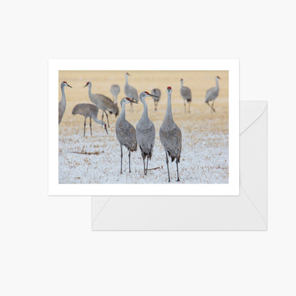 Three Cranes in Field