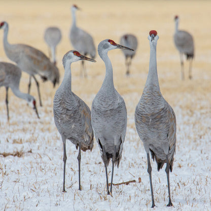 Three Cranes in Field