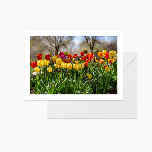 Tulips in Garden