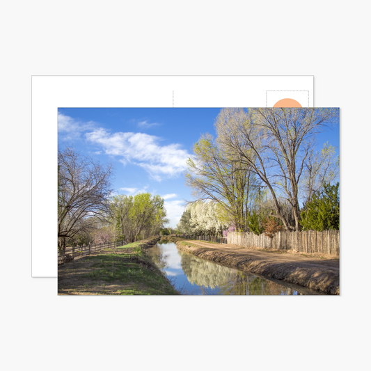 White Flowering Trees on Ditch Postcard
