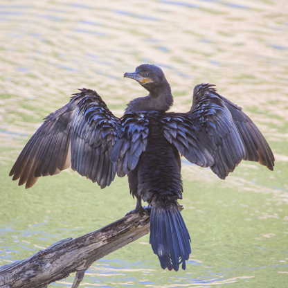Bird Card Collection