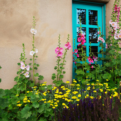 Turquoise Door with Spring Flowers