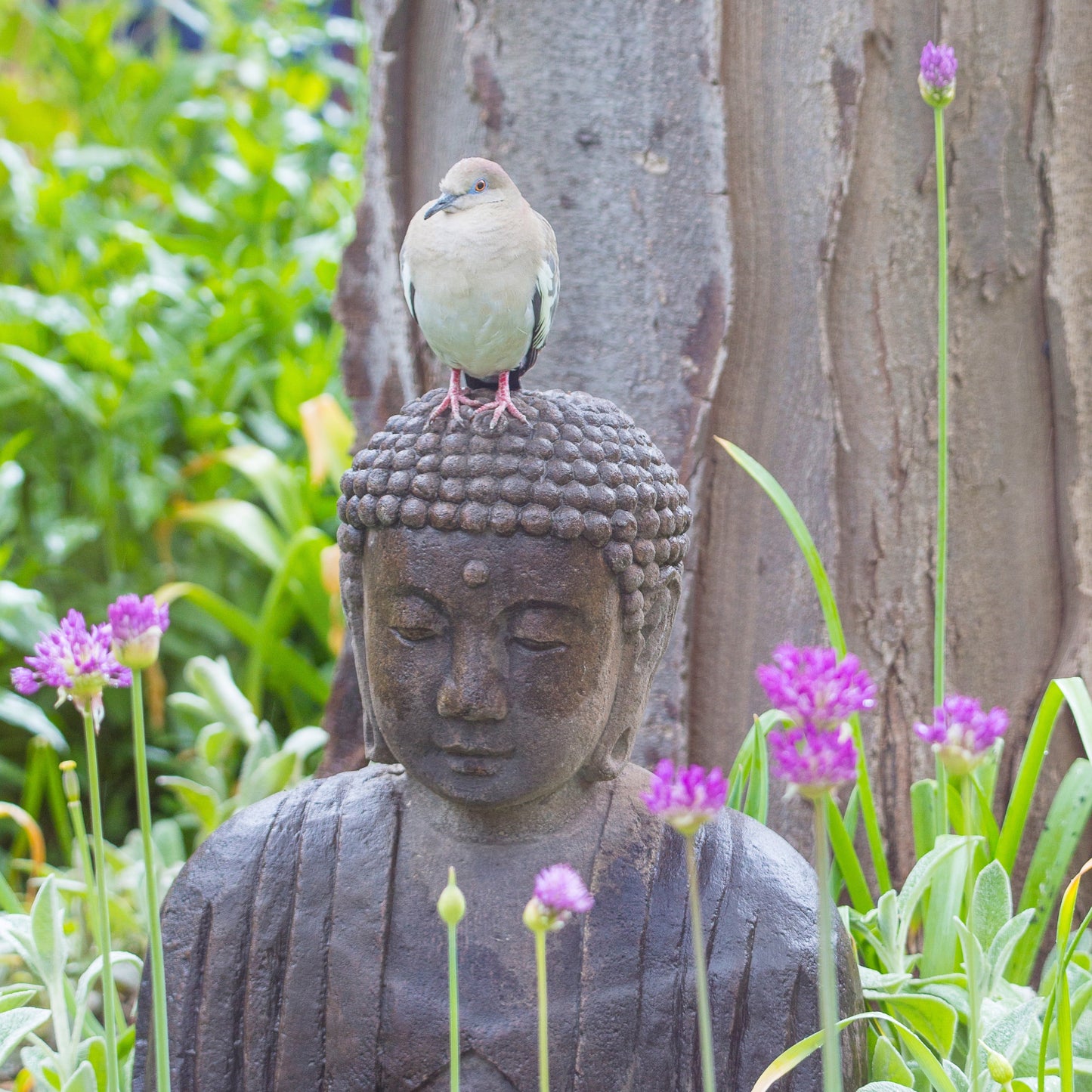 Buddha Doves