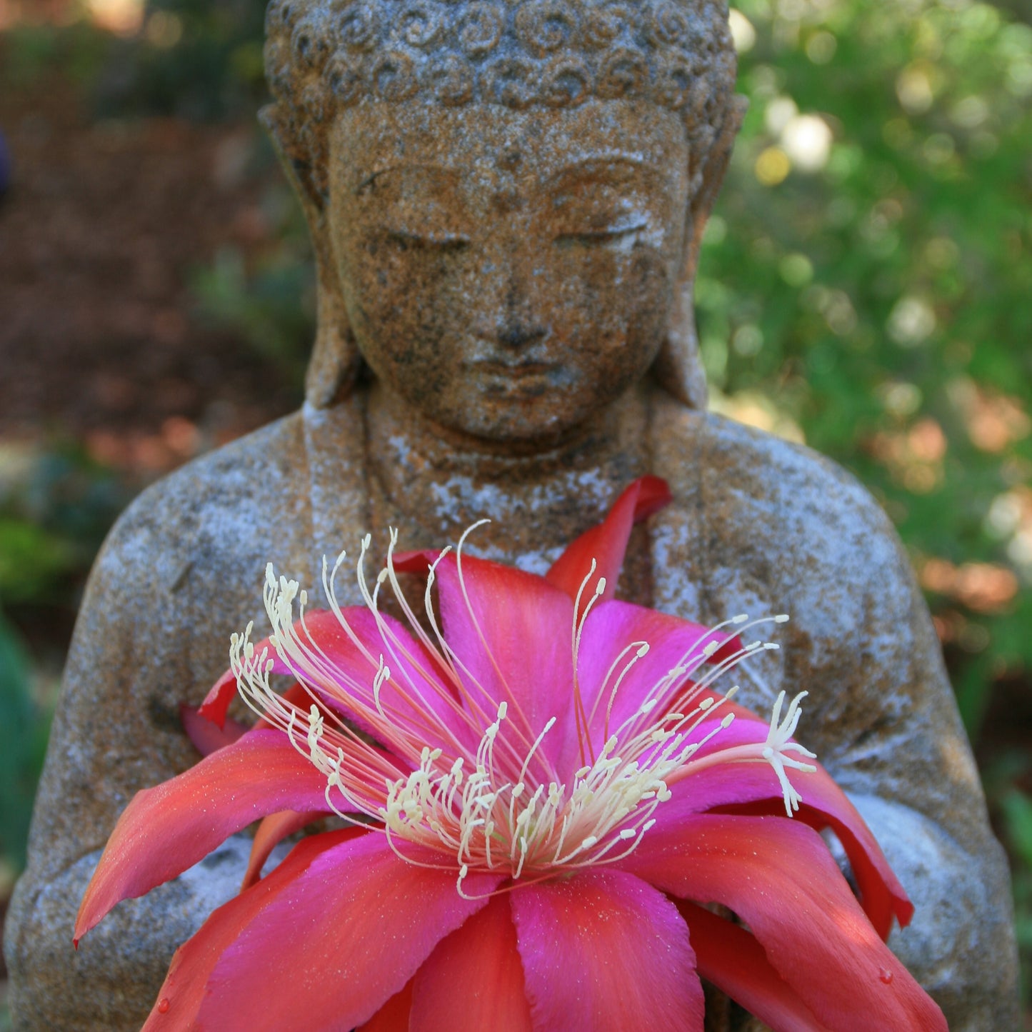 Buddha Offering