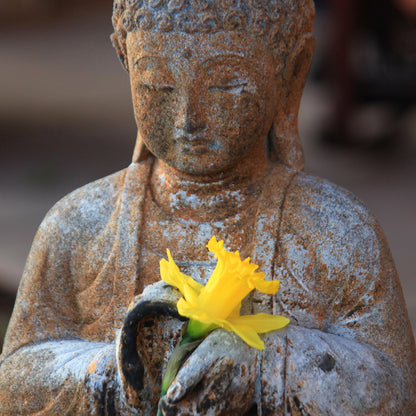 Buddha with Daffodil