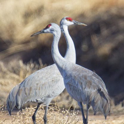 Crane Love