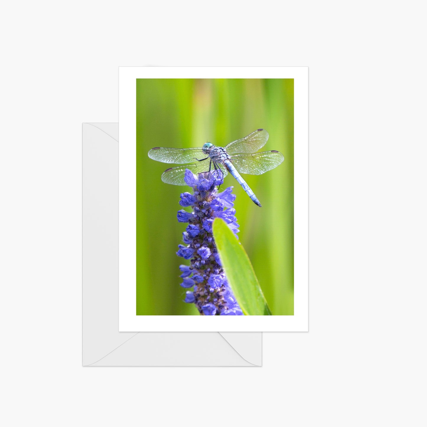 Purple Dragonfly