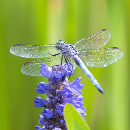 Purple Dragonfly