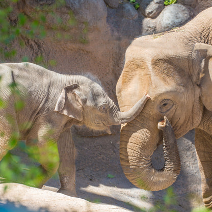 Elephant Love