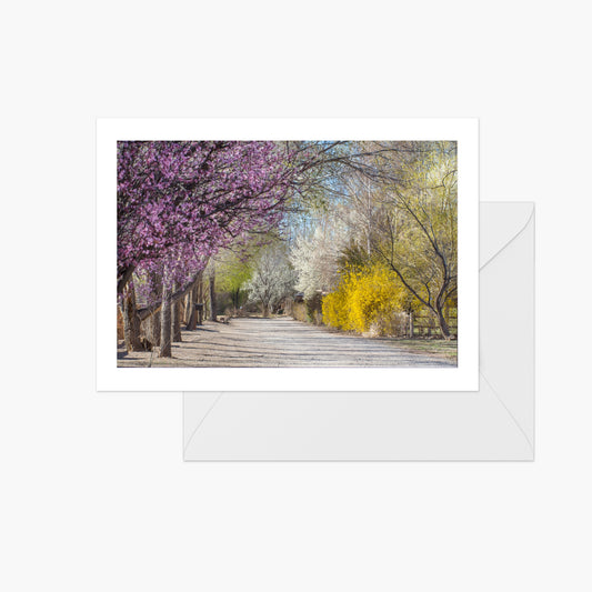 Blooming Trees and Forsythia