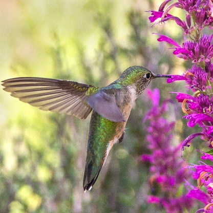 Hummingbird Pollinating Agastache