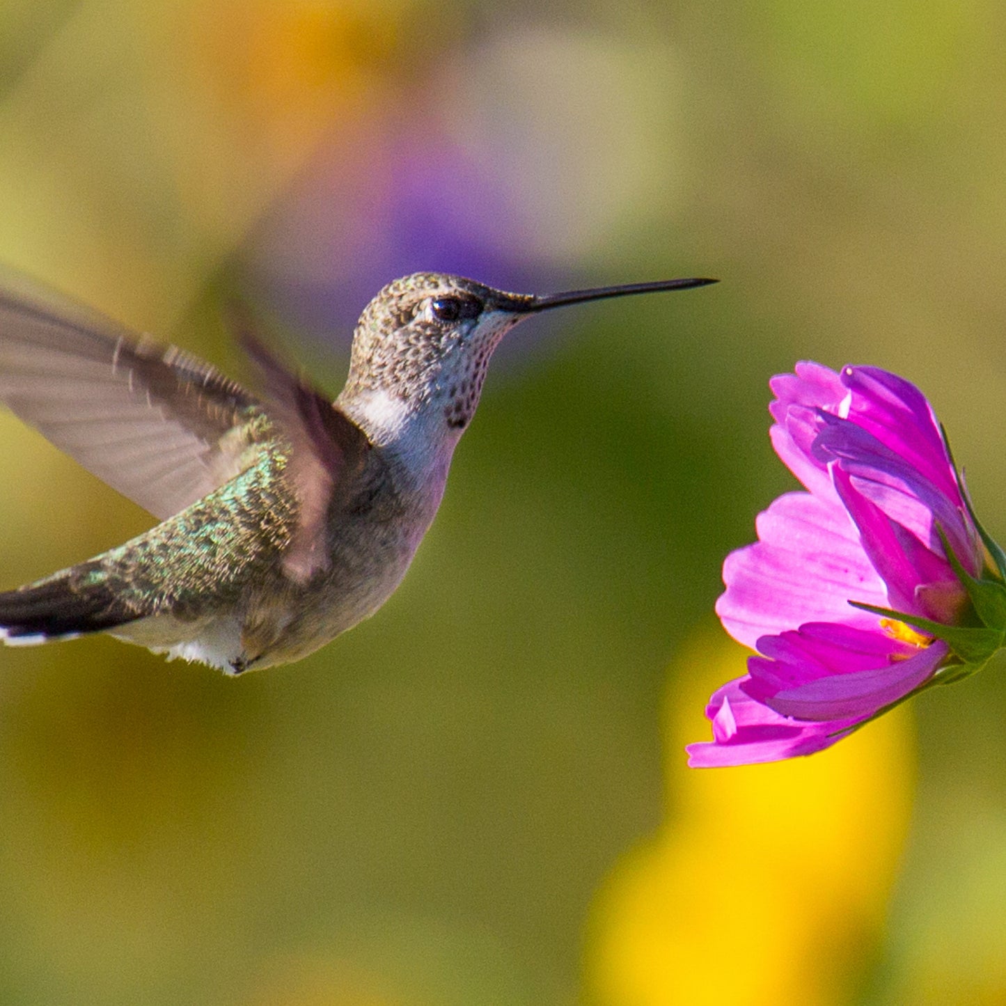 Hummingbird and Cosmo