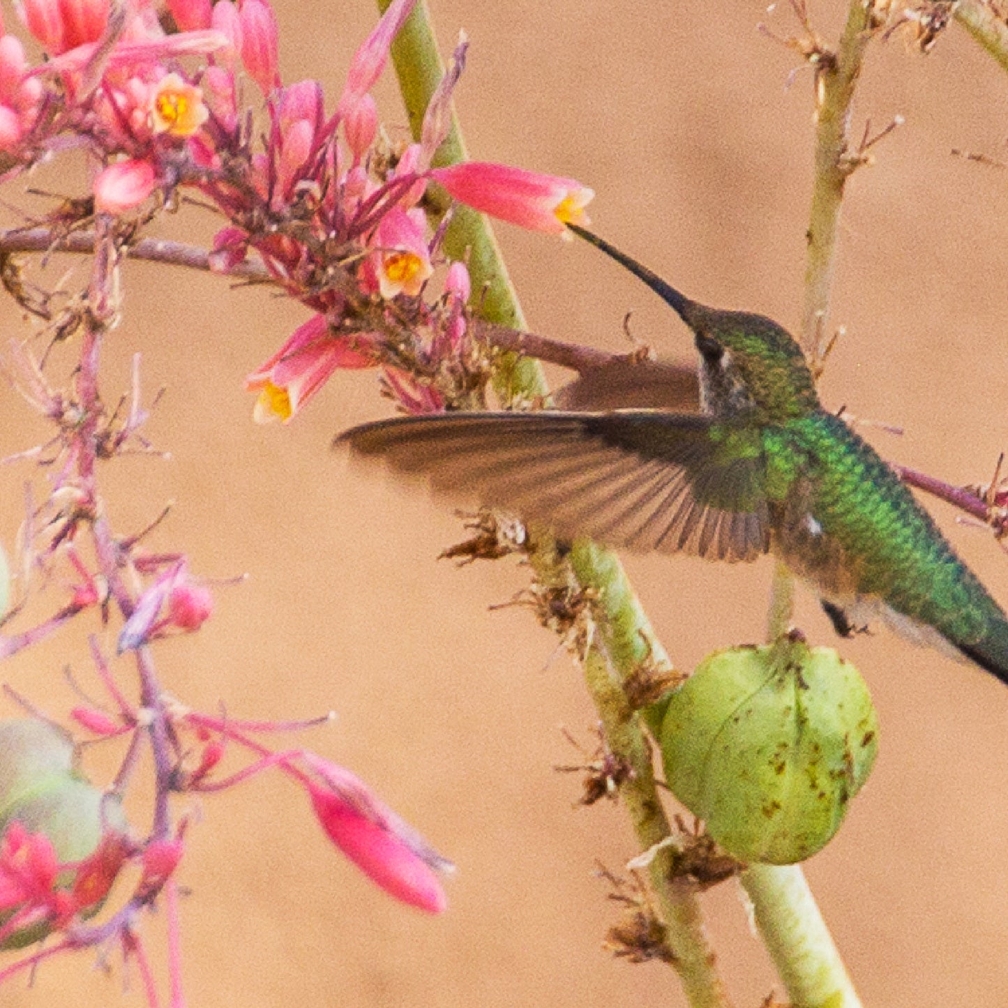 Hummingbird Pollinating Red Yuca