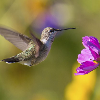 Hummingbirds of New Mexico Card Collection