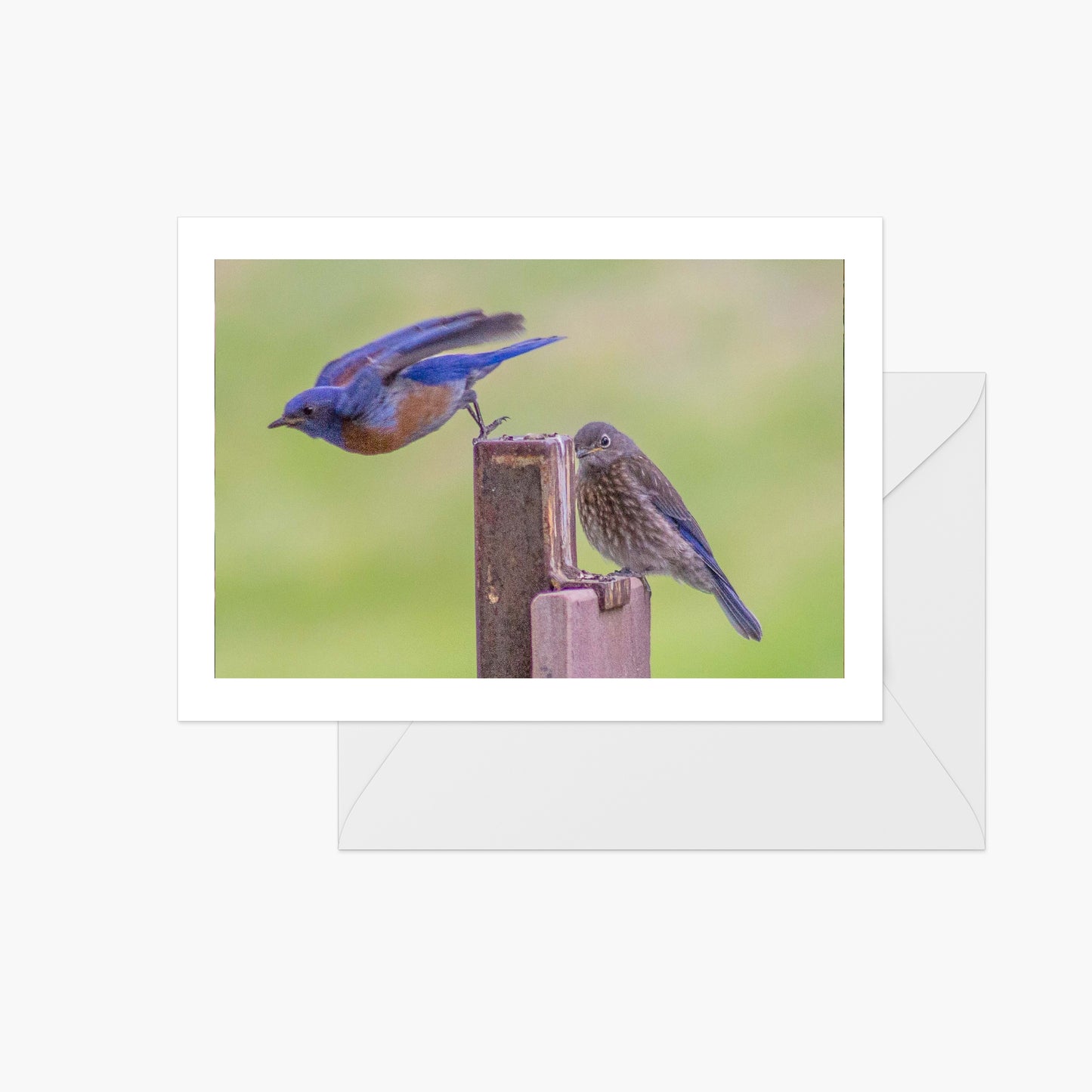 Mother Bluebird with Fledgling