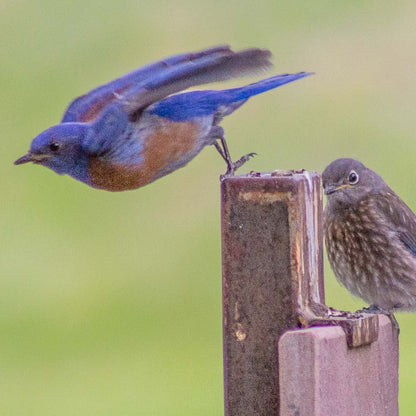 Mother Bluebird with Fledgling