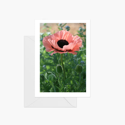 Pink Poppy