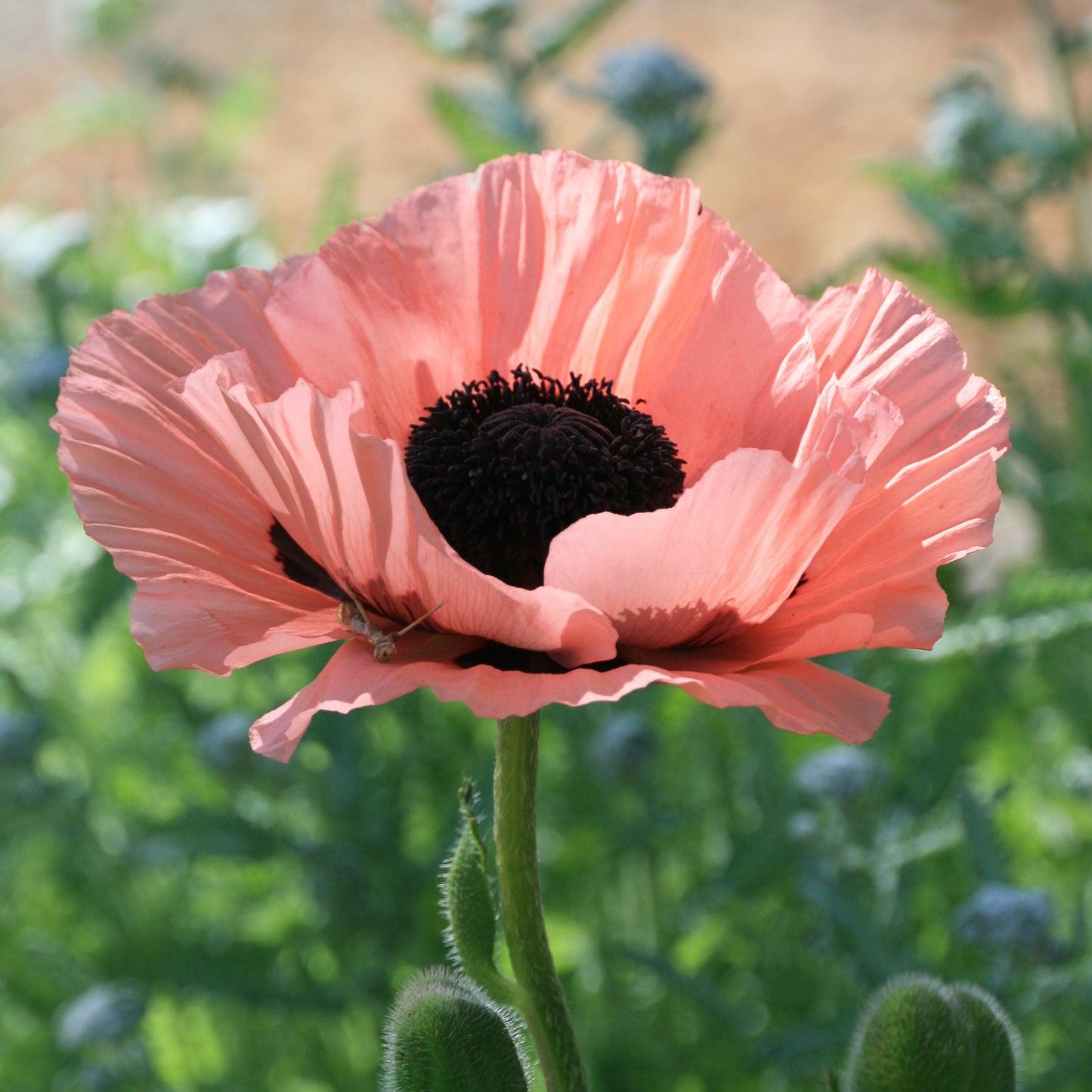 Pink Poppy