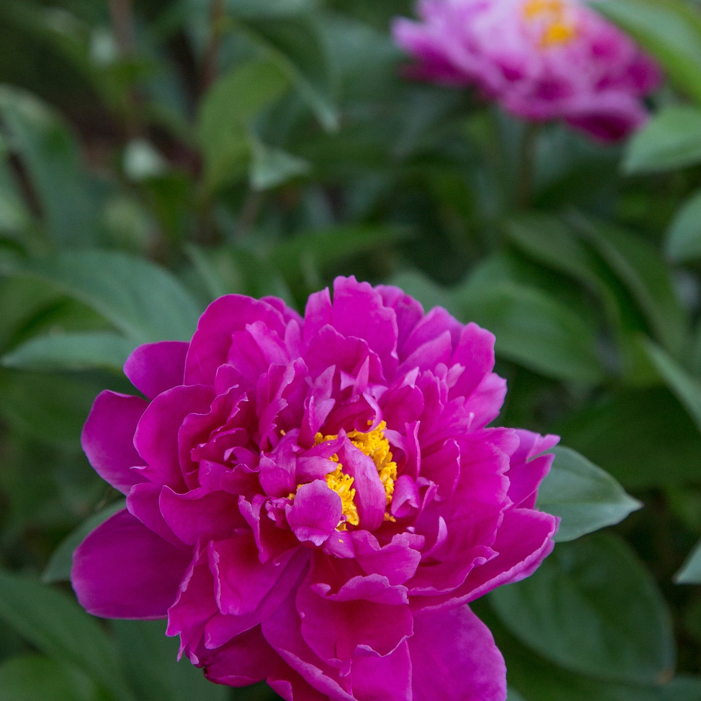 Pink Peonies