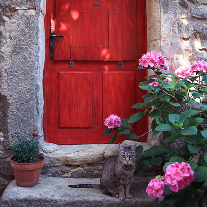 Red Door with Cat